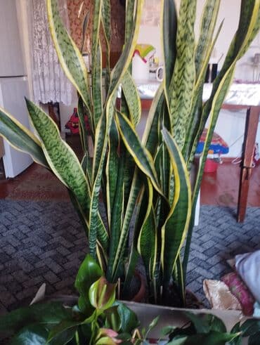 купить большие комнатные растения: Сансевиерия, цветы, для дома и для офиса, 500сом., свежий грунт — 1