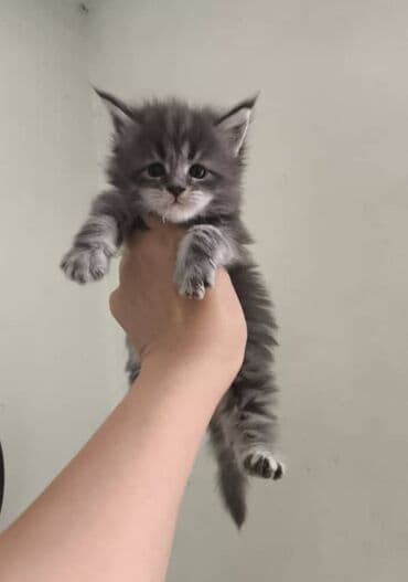 купить кошку вислоухий: Мейн-кун, 3 месяца, Девочка, Приучена к лотку — 4