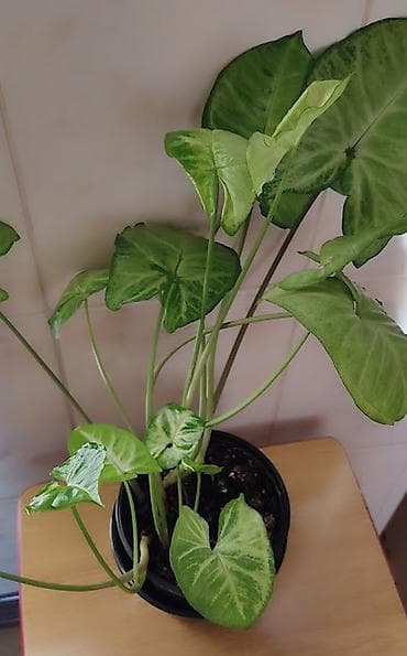 цветок дифенбахия: Эпипремнум " Золотистый". Эпипремнум "Себу блу" с рассеченным — 1