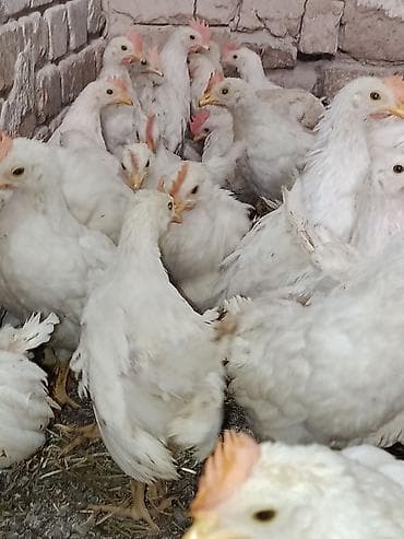 кой кисар: Продаю | Куры | Бройлерная | На забой — 4