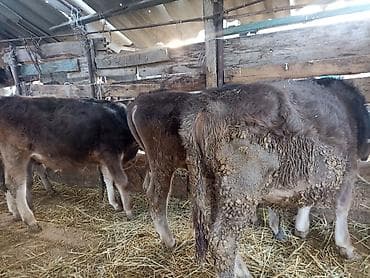 коровы бычки: Продаю | Бык (самец) | На откорм | Привязанные — 8