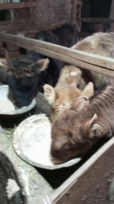 Аквариумдар: Сатам | Кунаажын | Бордоп семиртүү үчүн — 5