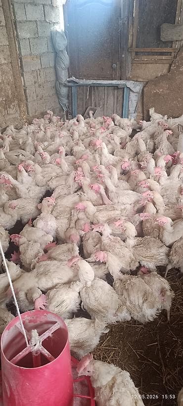 купить гусиные яйца для инкубатора: Продаю | Куры | Хай-Лайн Браун | Несушки — 10