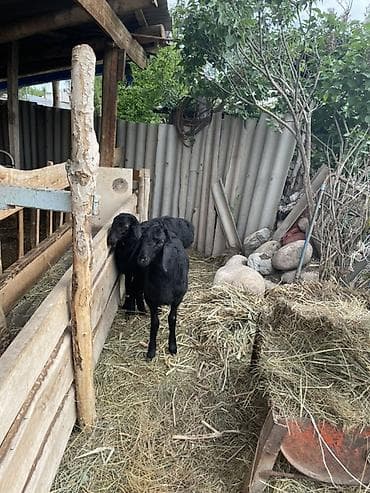 улака ат: Продаю | Овца (самка), Ягненок | Арашан | Для разведения | Племенные, Осеменитель, Ярка — 4