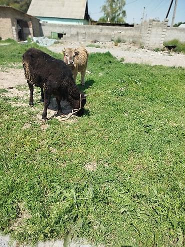 кошка домашняя: Продаю | Музоо, торпок | Полукровка | На откорм | Привязанные — 1