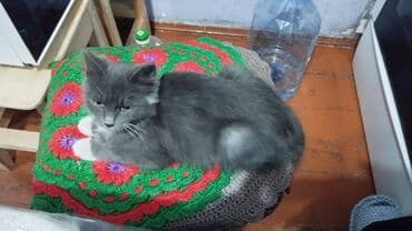 Кошка даром: Беспородная, 4 месяца, Девочка, Приучена к лотку, Проглистована at lalafo.kg Кошка даром: Беспородная, 4 месяца, Девочка, Приучена к лотку, Проглистована