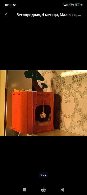 кдц корм: 4 месяца, Мальчик, Приучена к лотку — 4