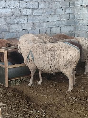 я ищу баран: Продаю | Овца (самка) | Для разведения | Матка — 3