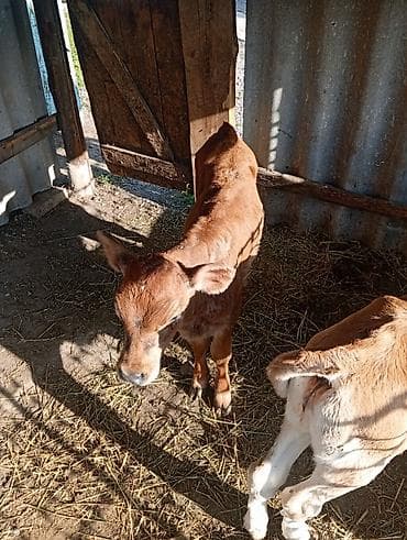 сом рыба: Продаю | Тёлка, Музоо, торпок | На откорм — 1