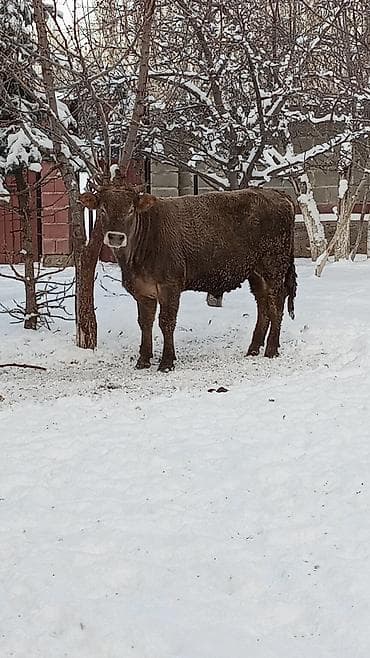 корова голштинской породы купить: Продаю | Бык (самец) | Полукровка | На откорм | Племенные — 2