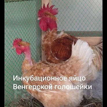 Инкубационное яйцо Венгерской голошейки (Naked Neck) - Порода — 1