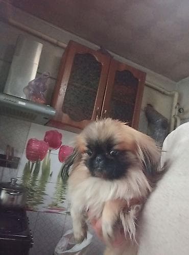 собака породы звонок: Порода: пекинес (миниатюрная декоративная собака)мальчик 1 год,готов — 1