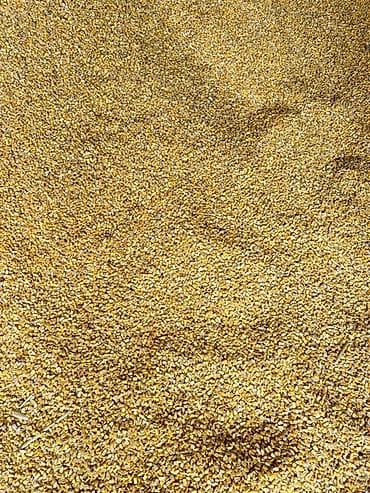 продажа кукуруза: Кукуруза фуражная, навалом - Зерно кукурузы, отгружено навалом в — 7