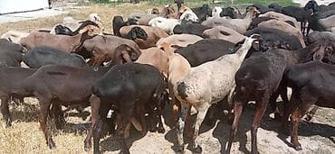 Продаю | Овца (самка), Ягненок, Баран (самец) | Гиссарская, Полукровка, Меринос | На забой, Для разведения, Для шерсти | Племенные, Котные, Кастрированные