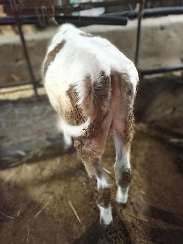 бычков: Продаю | Бык (самец) — 8