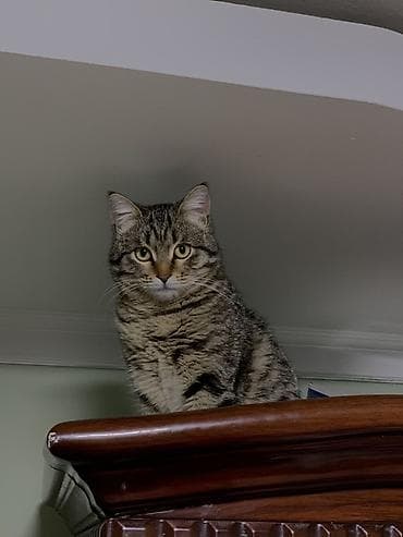 Продажа кошек: Даром кот
Отдам в хорошие руки — 4