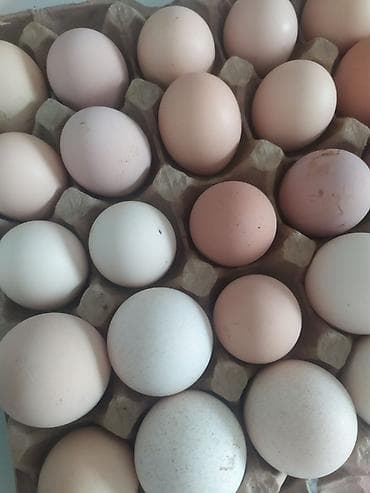 услуги касапчы: Продаю яйца Джерси и индейка — 2