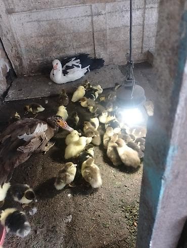 Два выводка43 индоутенка 2индоутки.150сом утенок 600индоутка . можно at lalafo.kg Два выводка43 индоутенка 2индоутки.150сом утенок 600индоутка . можно