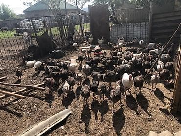 Продам с/х животных: Продаю | Индюшата | На забой | Племенные — 1