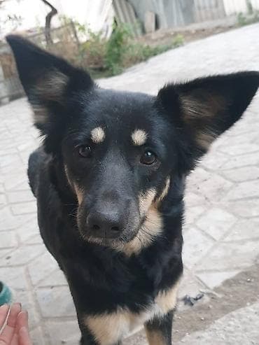 Собака даром: Дворняжка, 3 года, Самка