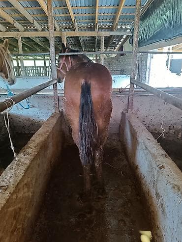 машинка для стрижки животных: Продаю | Жеребец — 5