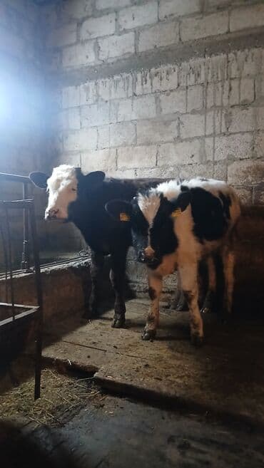 корм для форель: Продаю | Музоо, торпок | Полукровка | Для разведения — 2