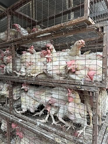 швиц бука: Продаю | Куры | Несушки — 3