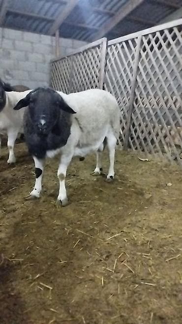 баран ягнята: Продаю | Баран (самец) | Для разведения | Племенные — 6