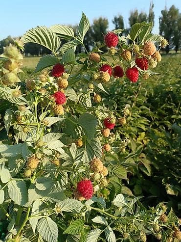 Бакча эмереги: Малина (саженцы/побеги плодоносящих кустов)Полька!!! Описание: - — 1