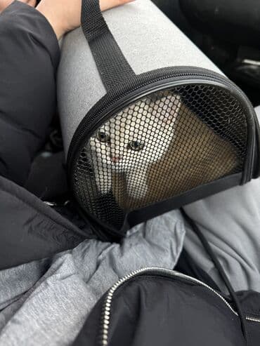 кошки цена: Скотиш страйт Чистокровный шотландский котенок серебристая шиншилла — 3