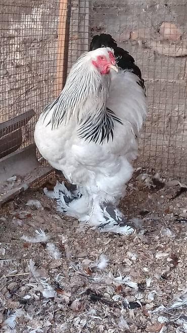 уй сан: Продаю | Петух | Брама | Для разведения — 6