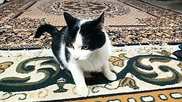 бенгальский кот домашний: Кошка даром: Беспородная, Девочка, Приучена к лотку — 3