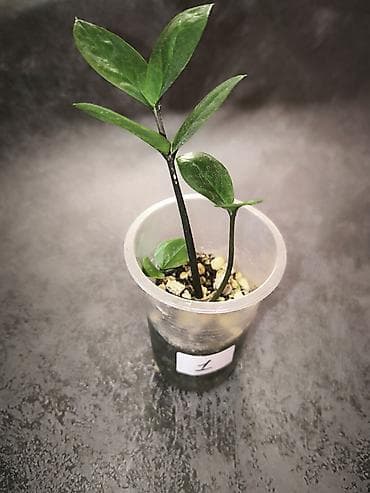 Комнатные розы: Детки замиокулькасов Замифолия и Зензи. В каждом стаканчике по 2 — 2