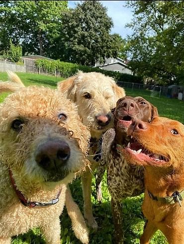 сабаку: 🐾 ПЁСИК НА ПРОГУЛКЕ 🐾 Выгул собак в Бишкека Нет времени погулять с — 1