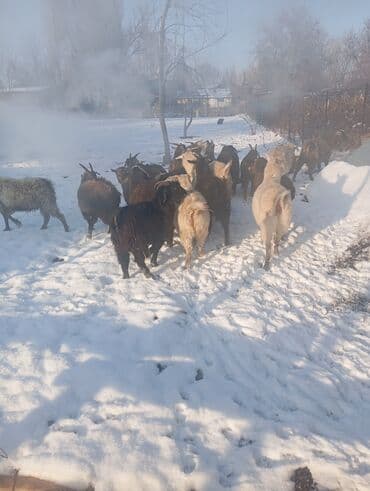 полукровка: Продаю | Коза (самка), Козёл (самец) | Полукровка | На забой, Для разведения | Племенные, Котные, Осеменитель — 3