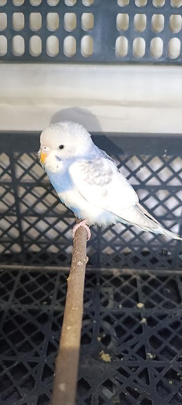 Волнистый попугай необычной окраски (голубой с белым). Нежный голубой at lalafo.kg Волнистый попугай необычной окраски (голубой с белым). Нежный голубой