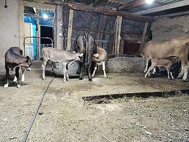Продаю | Корова (самка), Бык (самец), Тёлка | Алатауская, Симментальская | Для молока