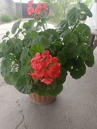 купить гибискус комнатный: Пеларгония зональная (герань) в горшке - Компактный — 1