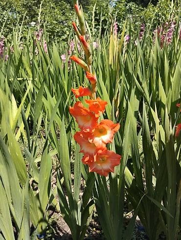 гулдор роза: Өзү алып кетүү — 6