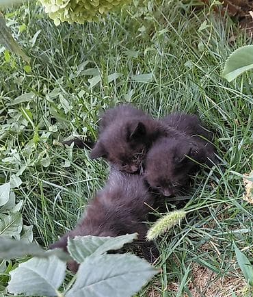 cane corso: Черные котята, помет из трех малышей. Описание: - Окрас: ровный — 6