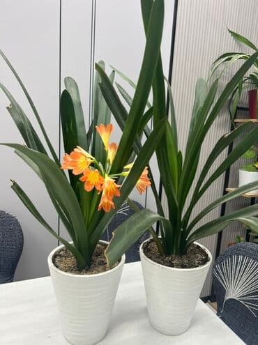 сколько стоят гипсофилы: Два растения кливии по 1500 сом Растения подойдут для украшения — 1