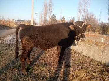 коровы молочной породы купить: Продаю | Бык (самец) | Алатауская — 4