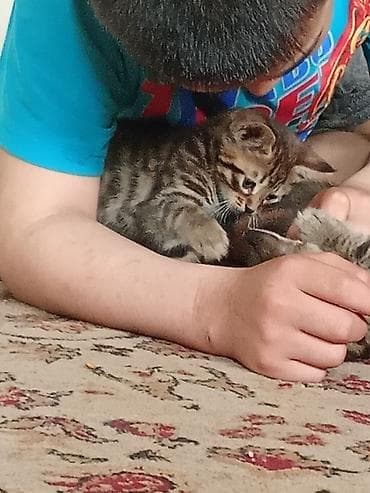Кошки: Котята тигрового окраса - Домашние короткошёрстные малыши с ярким — 2