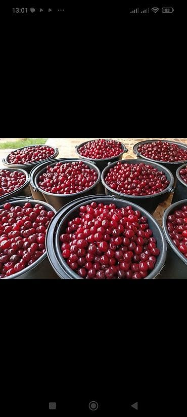 пчело рамки: Вишня Оптом — 10