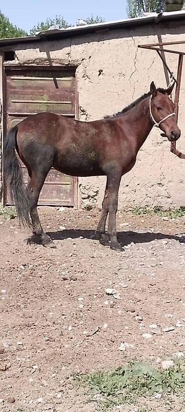 кохинхин мраморный: Продаю | Кобыла (самка) | Рабочий — 1