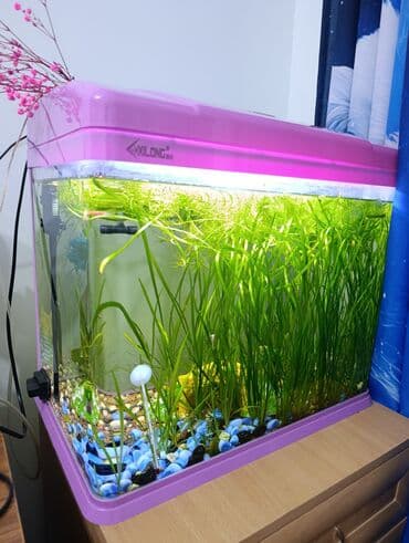 террариум для черепахи сухопутной купить: Стеклянный аквариум от Xilong с розовой крышкой и поддоном. Оснащен — 2