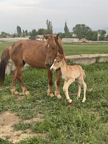 үй жаныбарлары: Сатам | Бээ (ургаачы) | Көбөйтүү үчүн — 8
