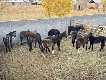 Аквариумдар: Сатам | Тай | Аргын | Көбөйтүү үчүн — 2