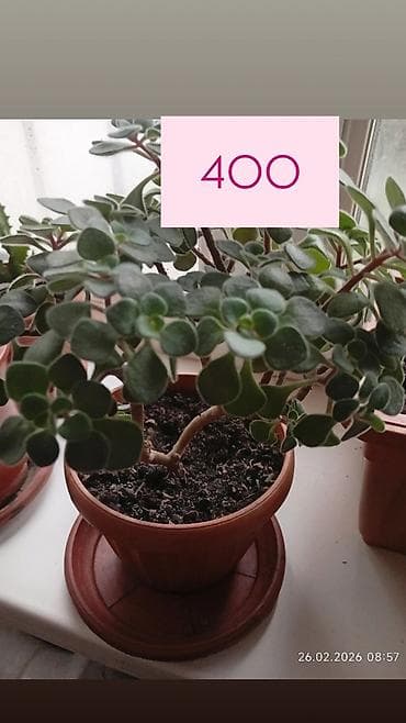 Суккулент в горшке (комнатное растение). - Компактный куст с плотными