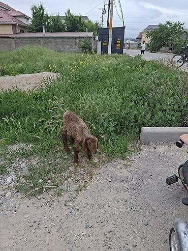 мышык талас: Сатам | Козу — 2